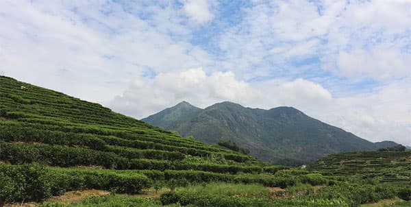 Shi Tou Jiao Tea Garden