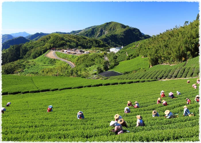 Shi Zhuo Tea Garden in Taiwan