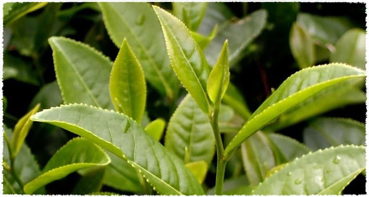 Si Ji Chun Tea Bush