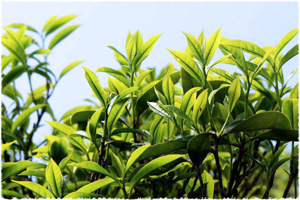 Song Zhong Tea trees