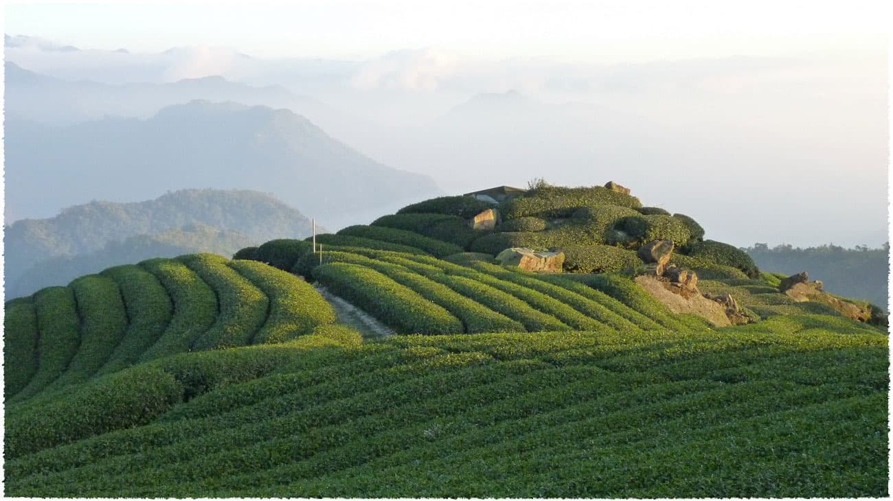 Taiwan Baoshu Ecologic Tea Garden