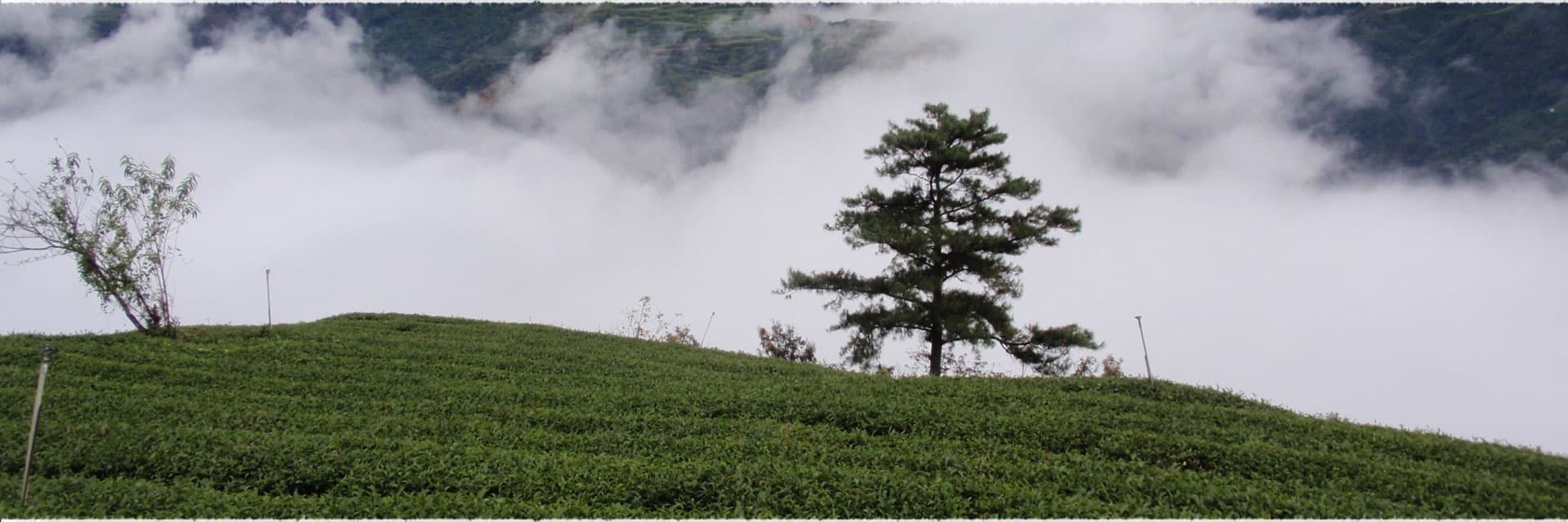 Chashancun Tea Garden