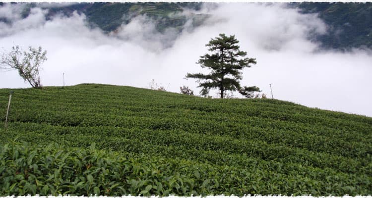 Chashancun Tea Garden