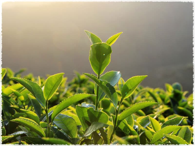 C. sinensis cv. Tieguanyin