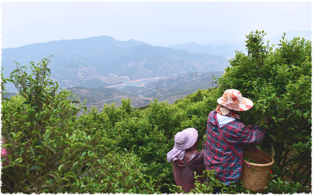 Wudong Tea Garden