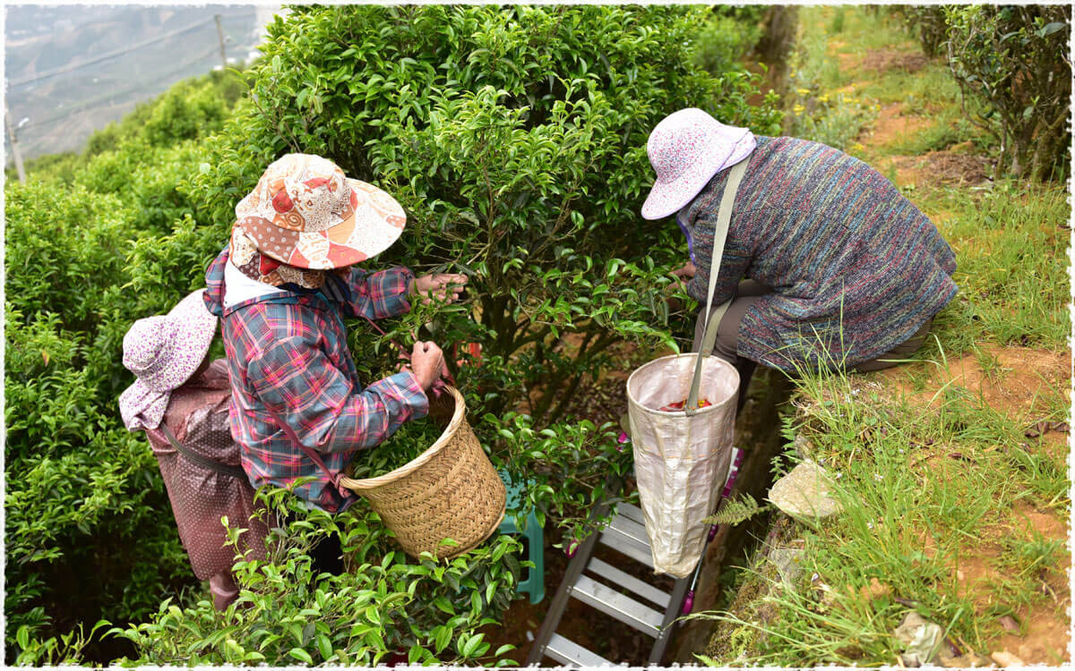Wudong Tea Garden