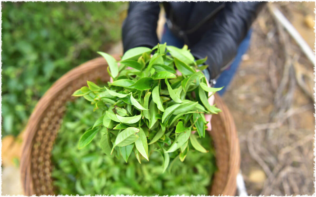 Newly picked tea