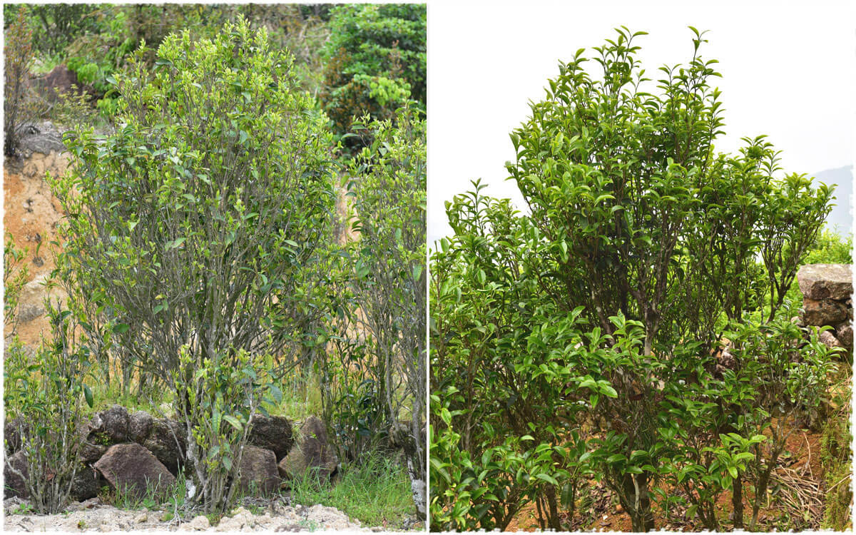 Wudong Tea Garden