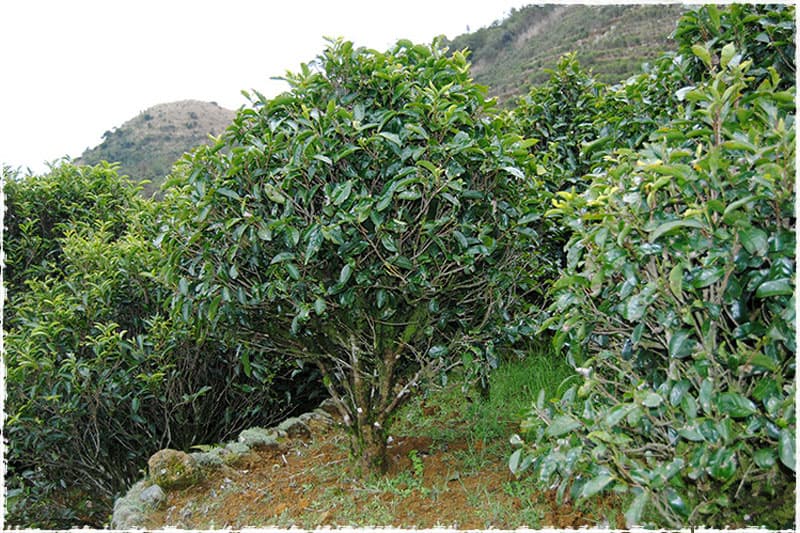 Wuye Dancong Tea trees
