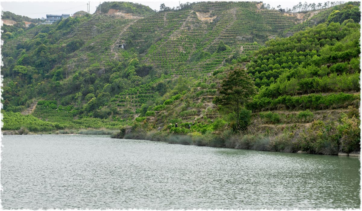 Ping Keng Tou Tea Garden