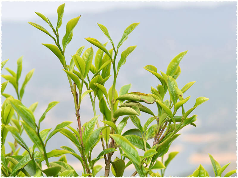 Yashixiang Dancong Tea trees