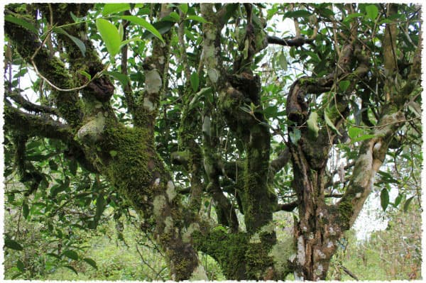 Yunnan large-leaf tea tree