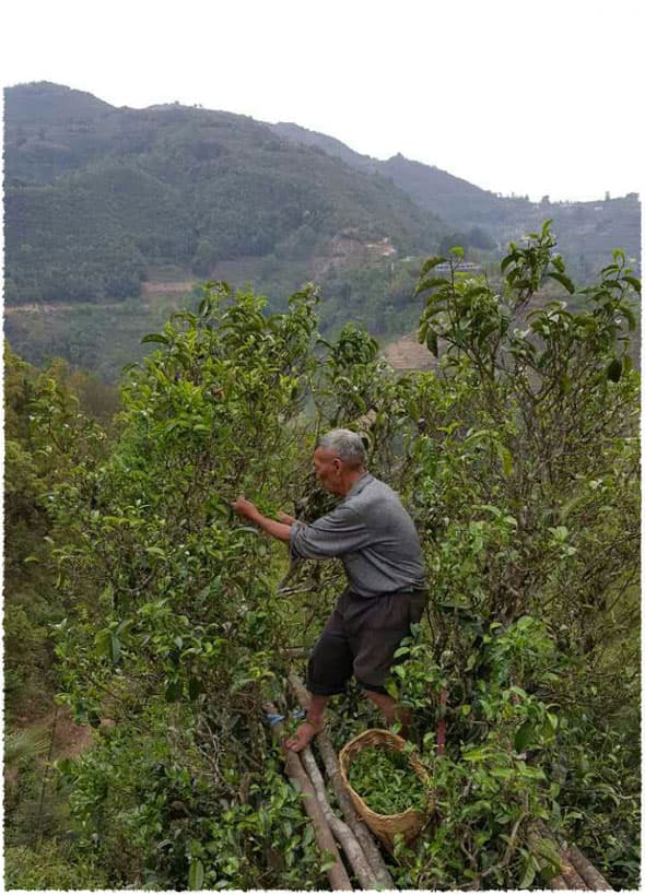 tea picking 1