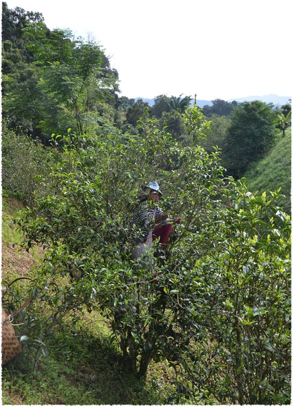 tea picking 2