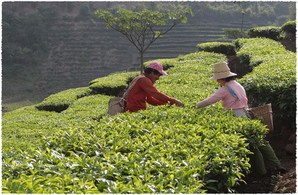 Daguan Shan Tea Garden