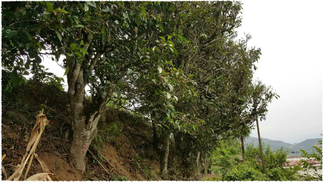 Gu Shu Chun Jian Tea tree