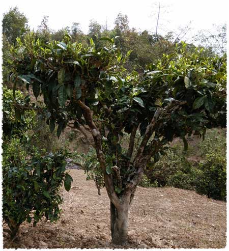 Fengqing large-leaf tea bush species
