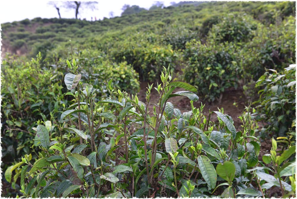 Fengqing large-leaf tea bush species