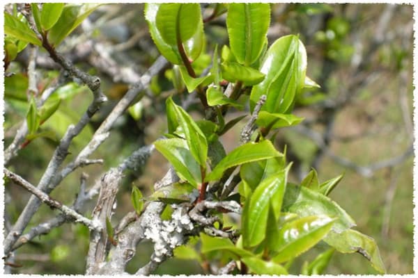 Menghai large-leaf species