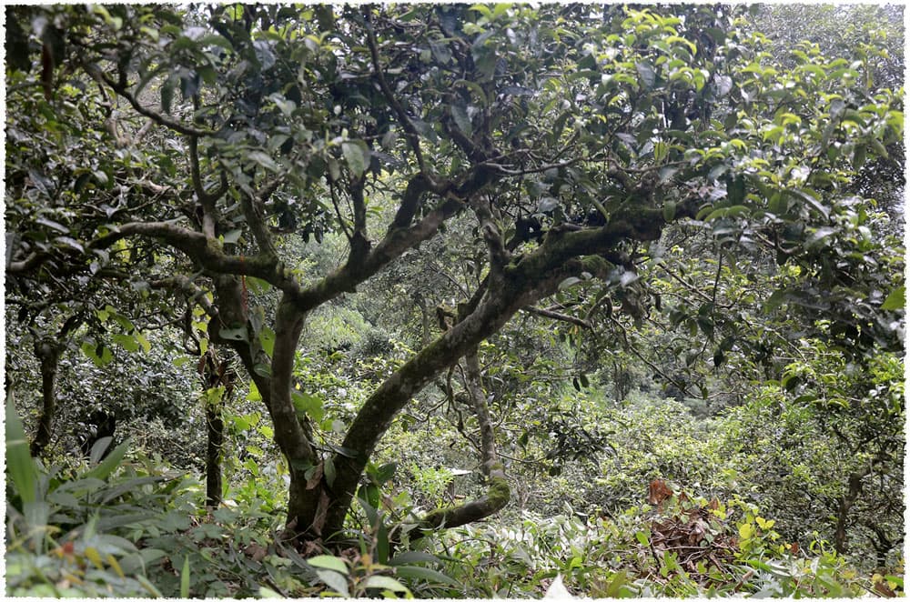 Hekai Shan Tea Garden in Fengqing