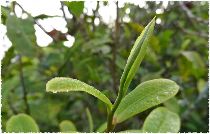 Menghai large-leaf species
