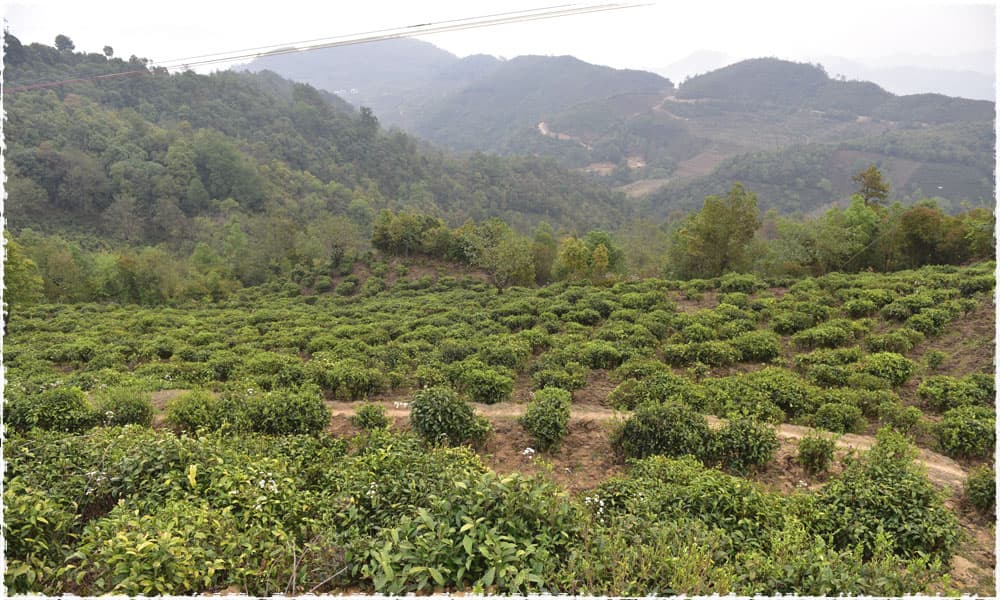 Xue Shan Tea Garden