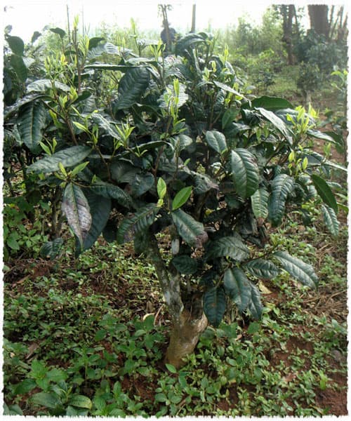 Small-leaf tea tree