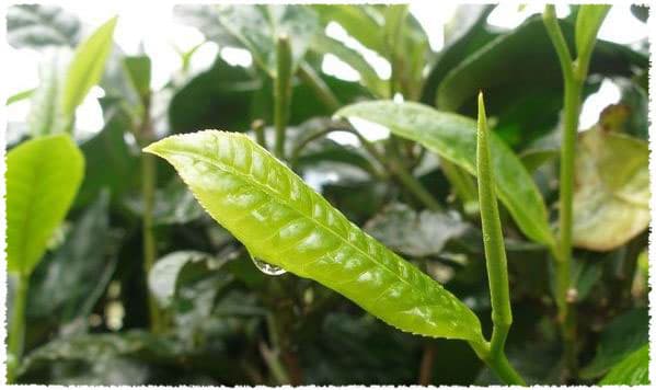 mengku large-leaf tea bush species