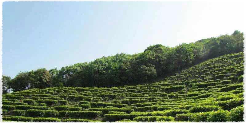 Menggu Tea Garden