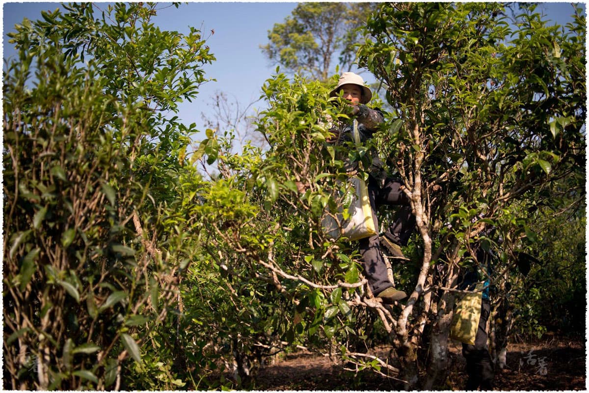 Picking Tea Leaves