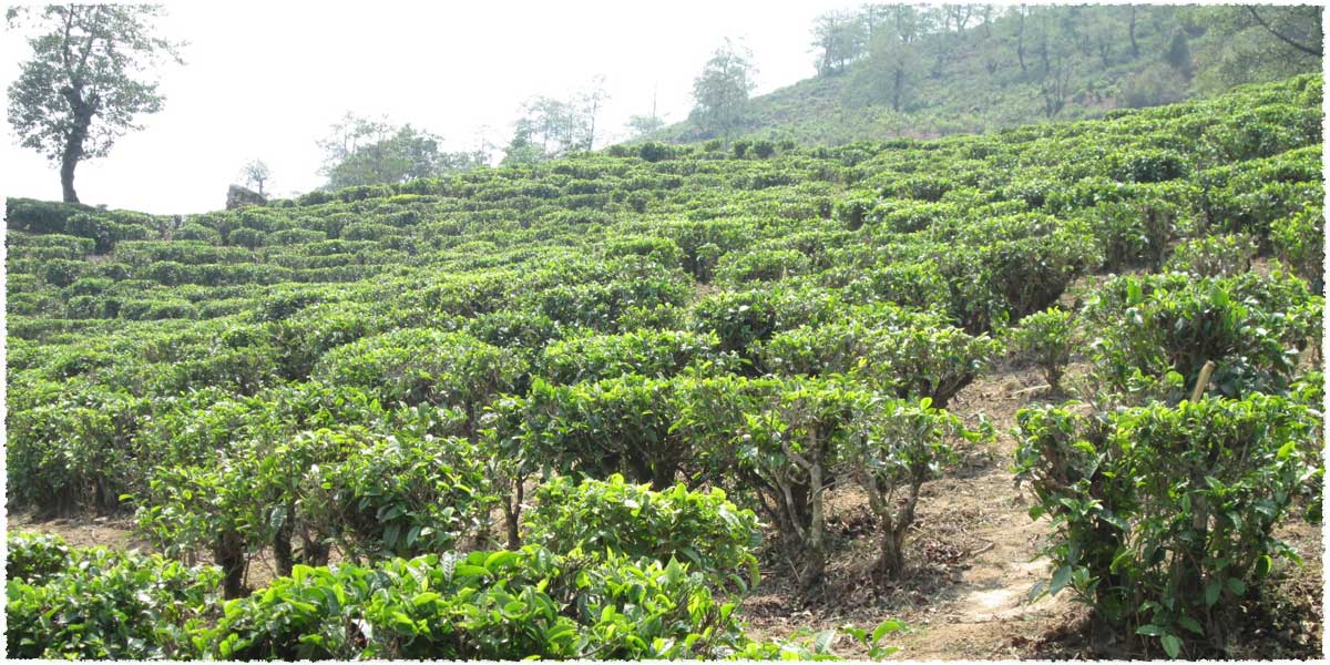 Pinghe Tea Garden in Fengqing