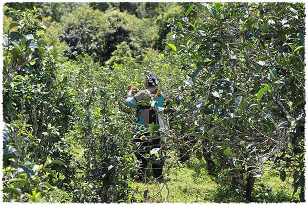 Tea Garden