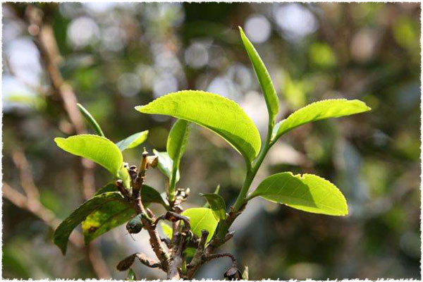 Da Bai Cha