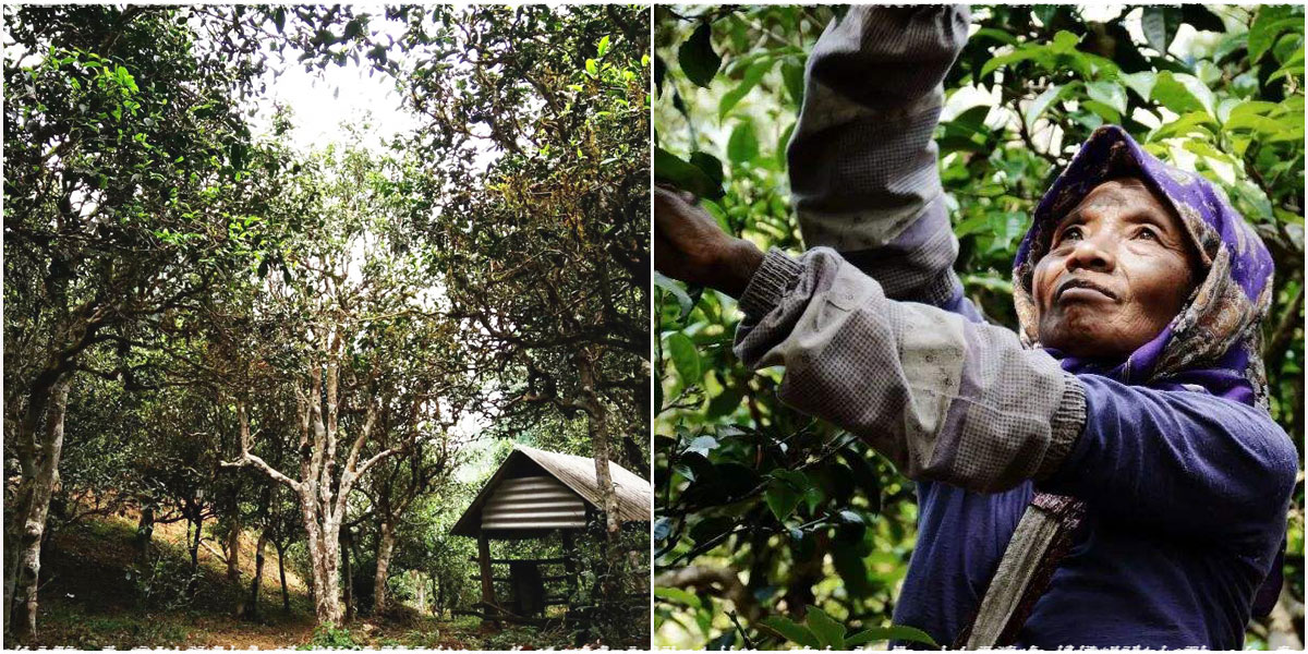 Tea Picking