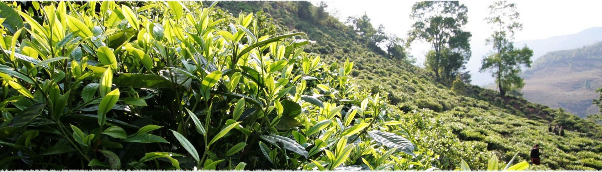 Wu Jia Cun Tea Garden