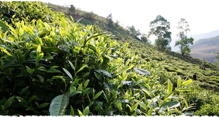 Wu Jia Cun Tea Garden