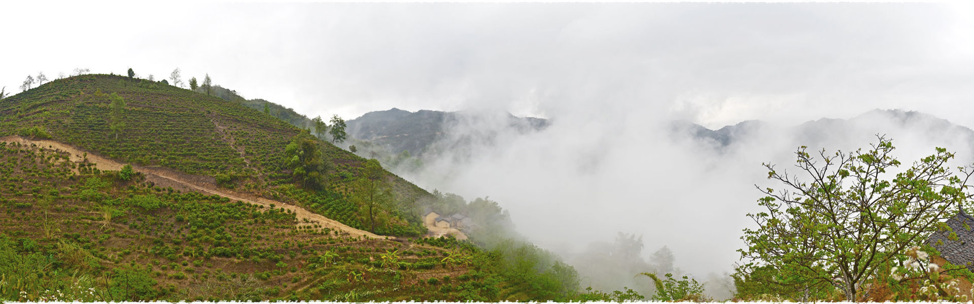 Xue Shan Tea Garden