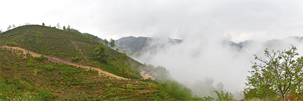 Xue Shan Tea Garden