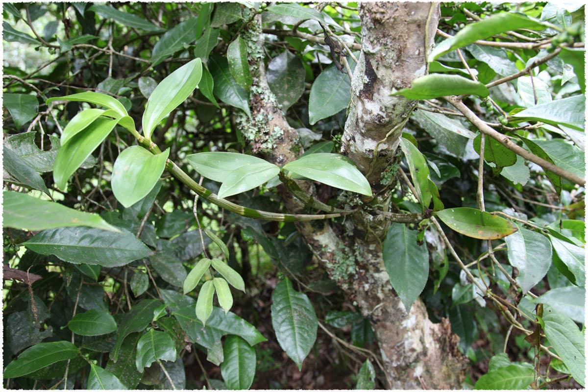 Fengqing large-leaf species