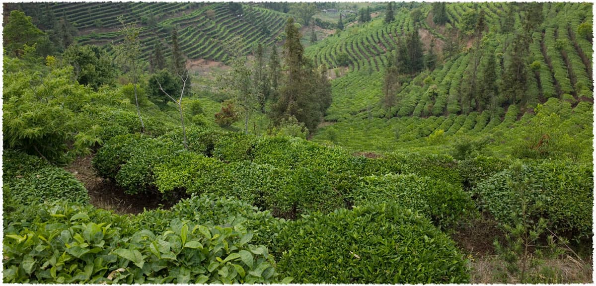 Ying Pan Shan Tea Garden