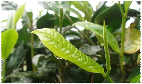 Yunnan large leaf tea tree species