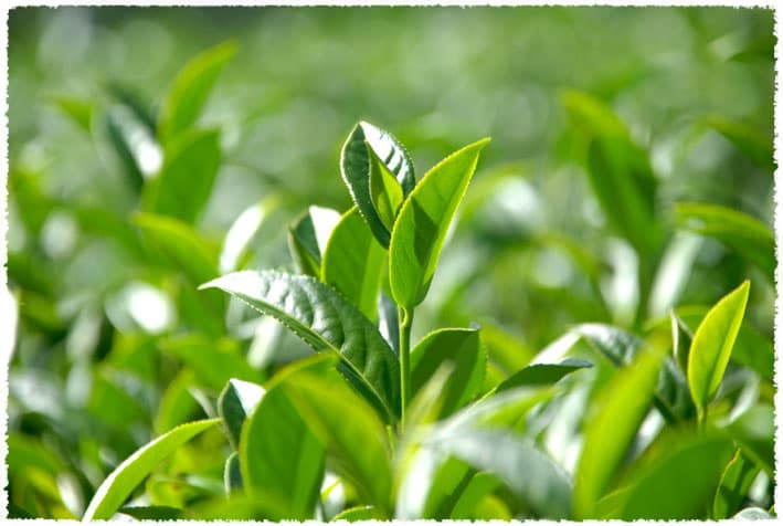 Yunnan Large-leaf tea tree