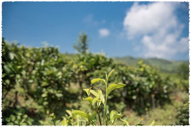 Yunnan Large-leaf tea tree