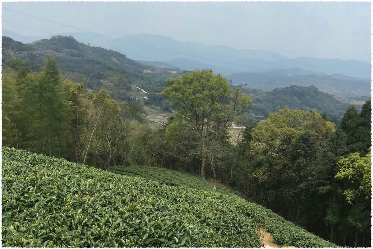 Chaitou Shan Tea Garden
