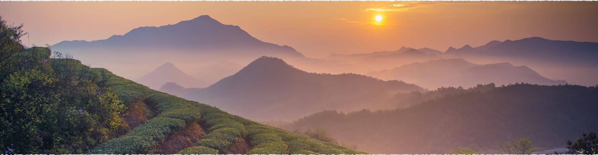 Heshan Tea Garden in Fujian