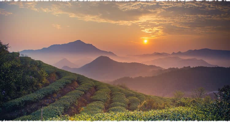 Heshan Tea Garden in Fujian