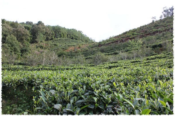 Tea Garden