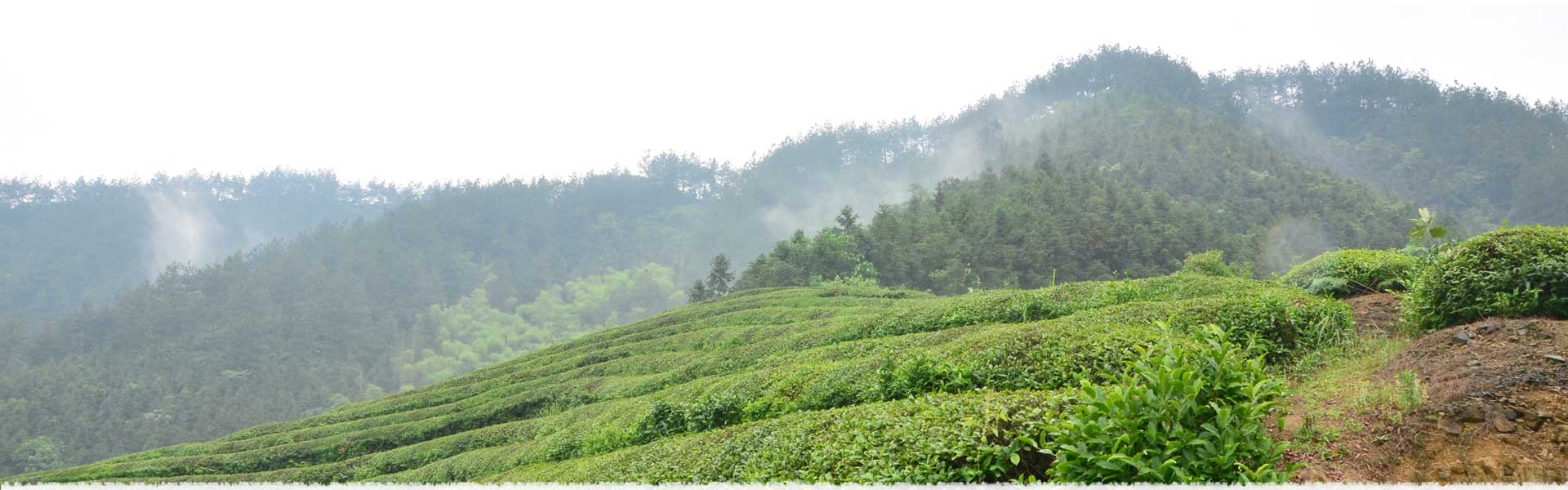 Meishan Tea Garden in Fuding