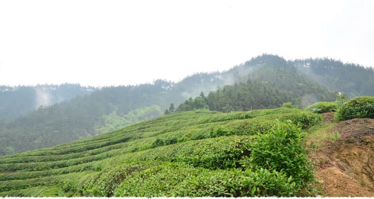 Meishan Tea Garden in Fuding