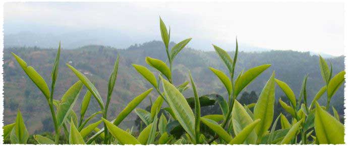 Yunan Large-leaf Species